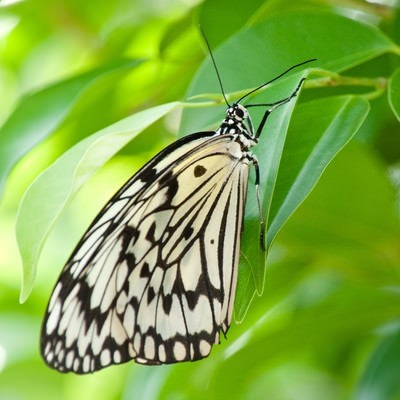 葉に止まる蝶の写真