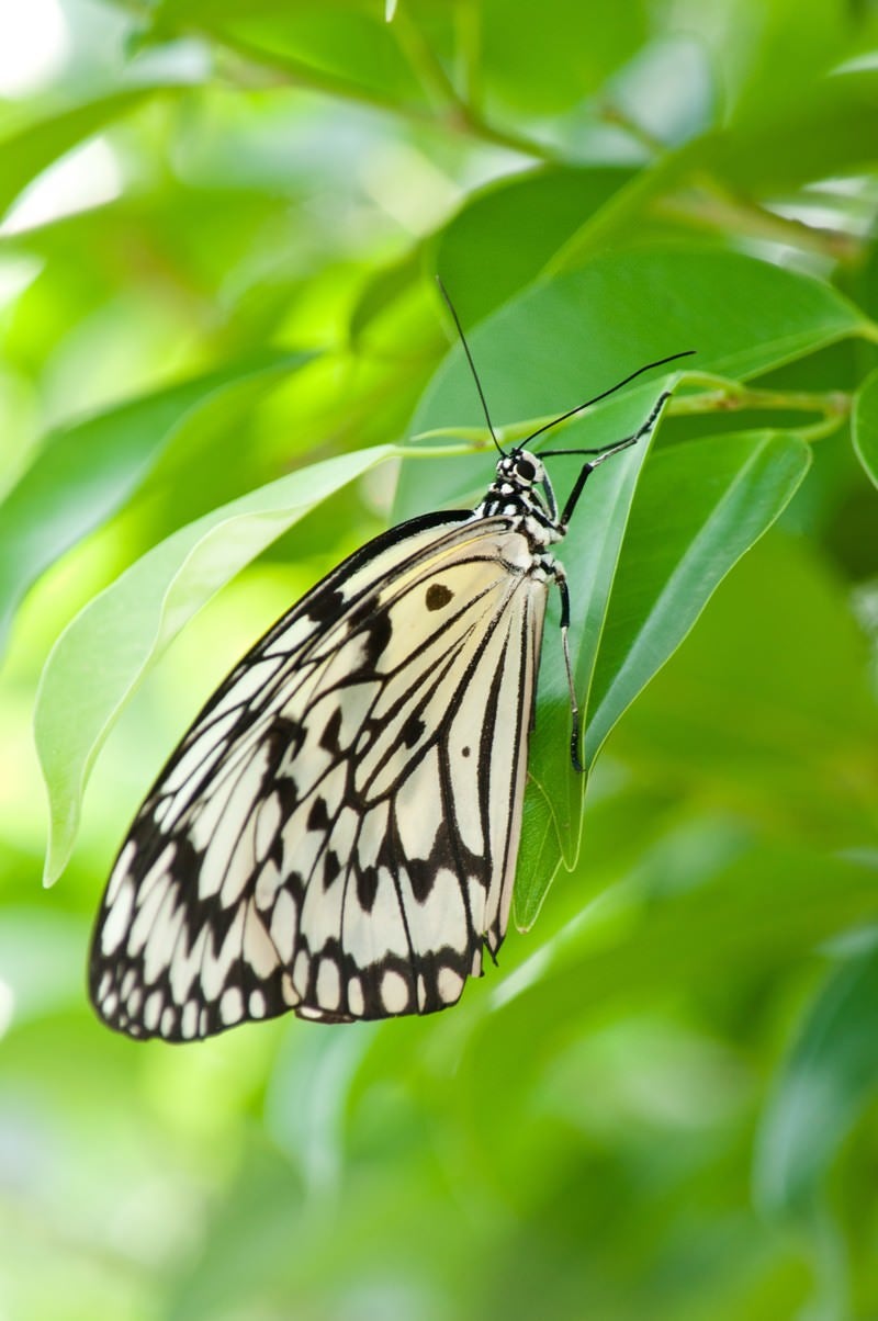 葉に止まる蝶の写真