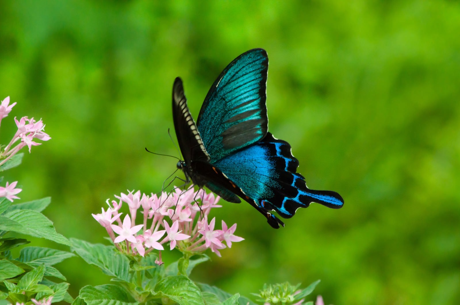 「カラスアゲハ（蝶）」の写真