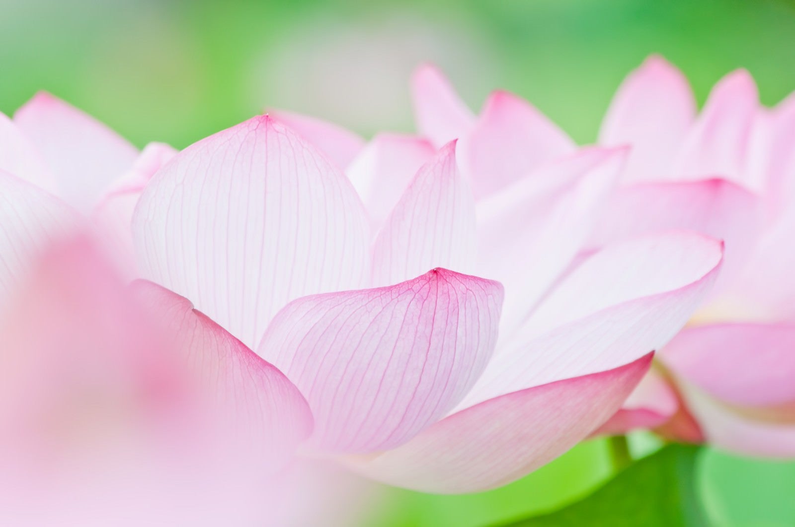 「桃色の花弁」の写真