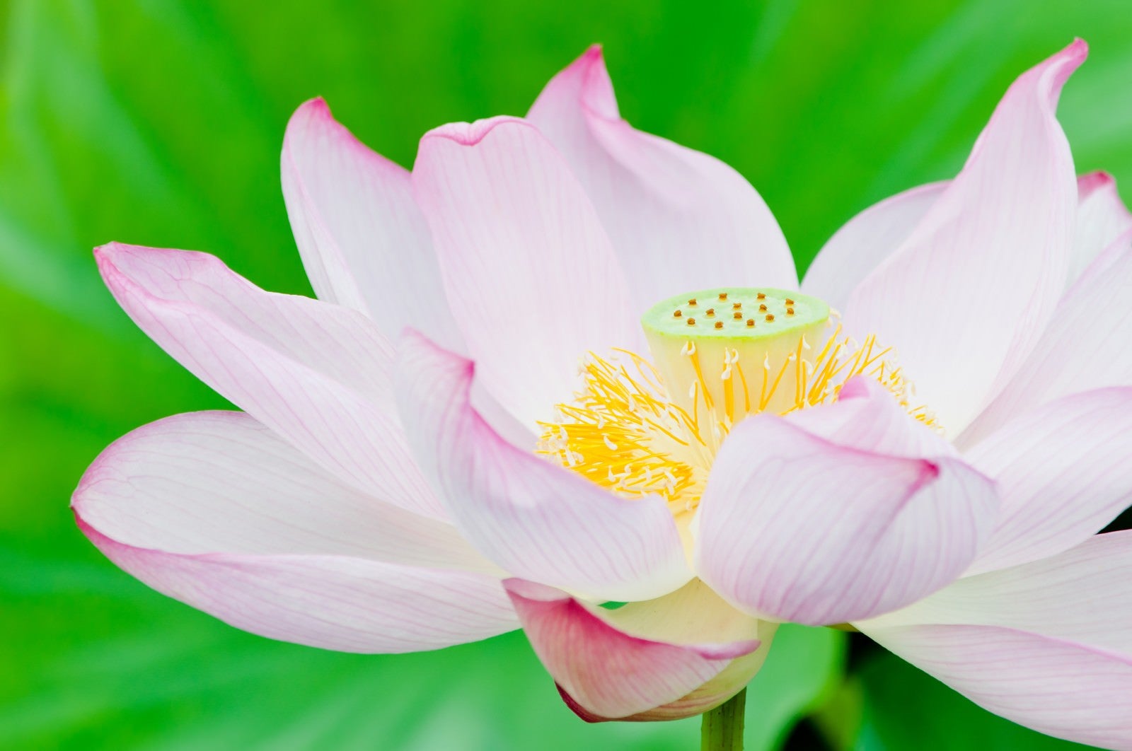 「ピンク色の蓮の花」の写真
