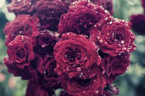 雨に濡れる紅い薔薇の写真