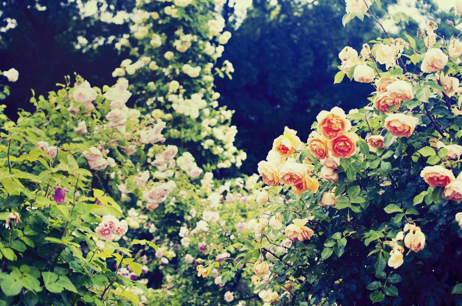 「秘密の花園（バラ）」の写真