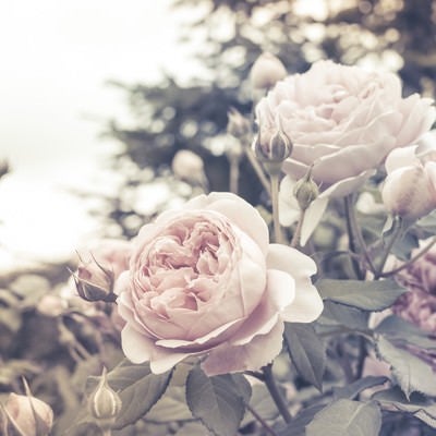 秘密の花園に咲く薔薇とバラの庭園風景の写真