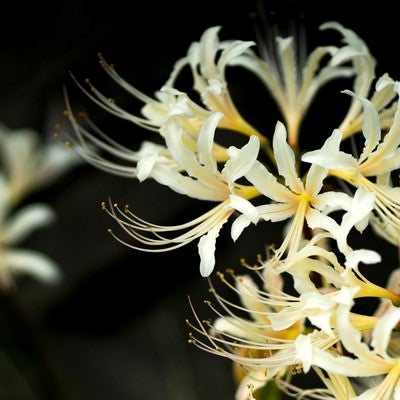 白い彼岸花（白花曼珠沙華）の写真