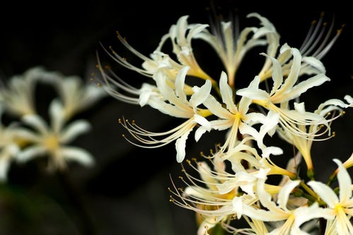 白い彼岸花（白花曼珠沙華）の写真