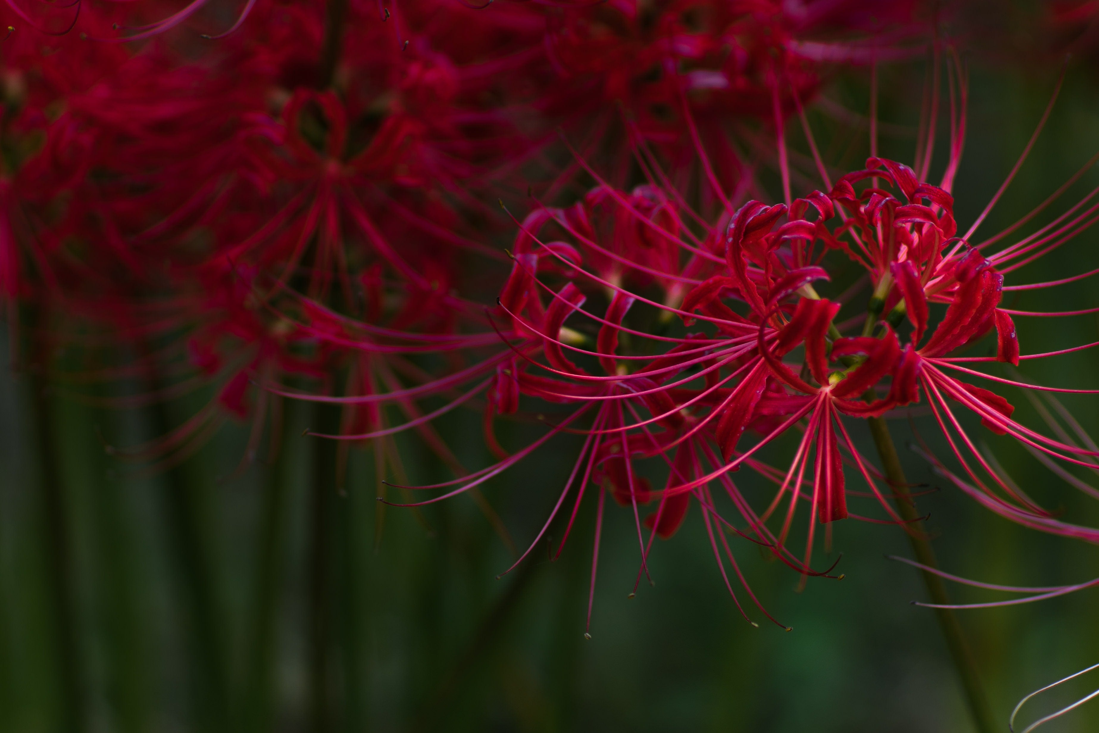 曼珠沙華の季節、深紅に輝く彼岸花が咲く秋の花畑 - ぱくたそ