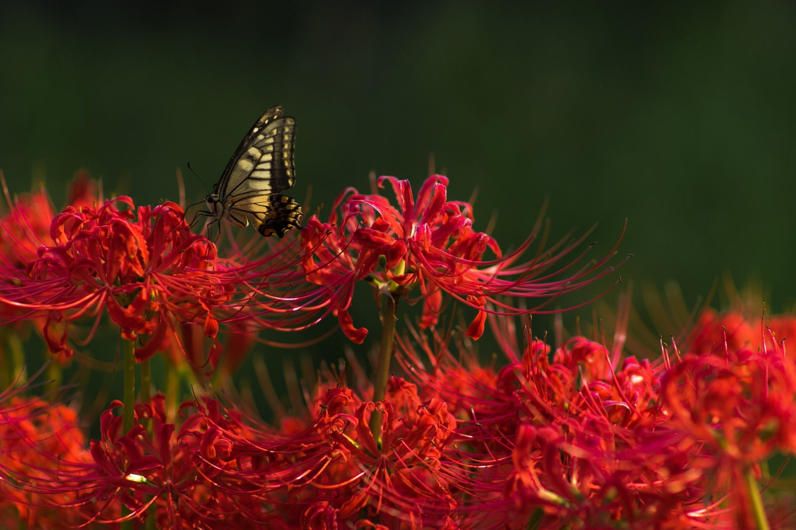 「曼珠沙華の蜜を吸う揚羽蝶」の写真