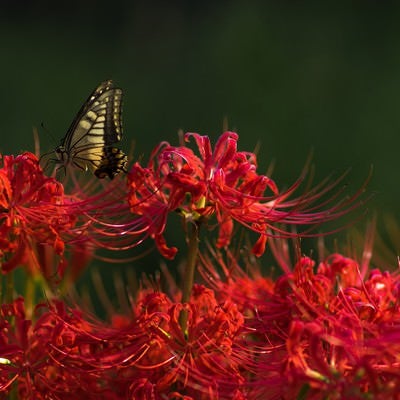 曼珠沙華の蜜を吸う揚羽蝶の写真