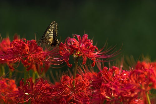 曼珠沙華の蜜を吸う揚羽蝶の写真