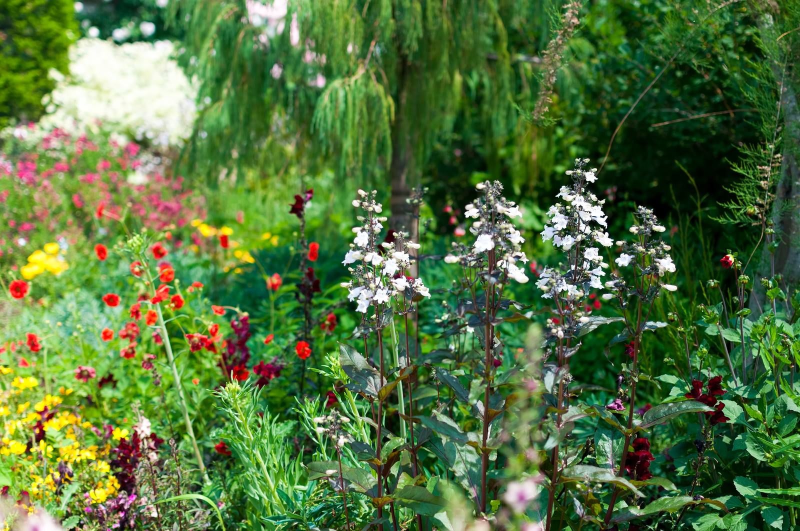 「花盛りの庭」の写真