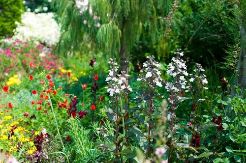 花盛りの庭の写真