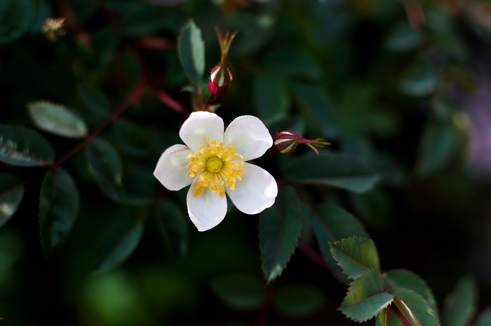 「小さい花」の写真