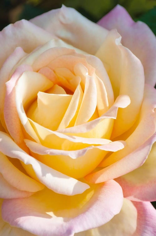 大輪のバラの写真
