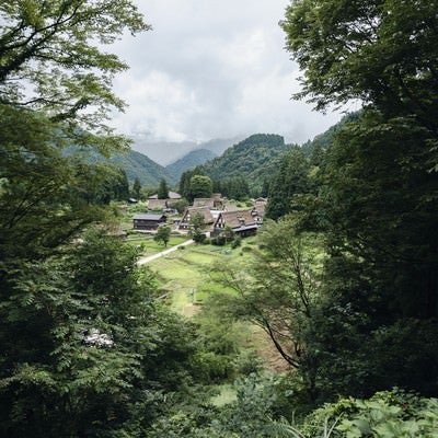 木々の向こう側に現れた五箇山合掌造り集落の写真