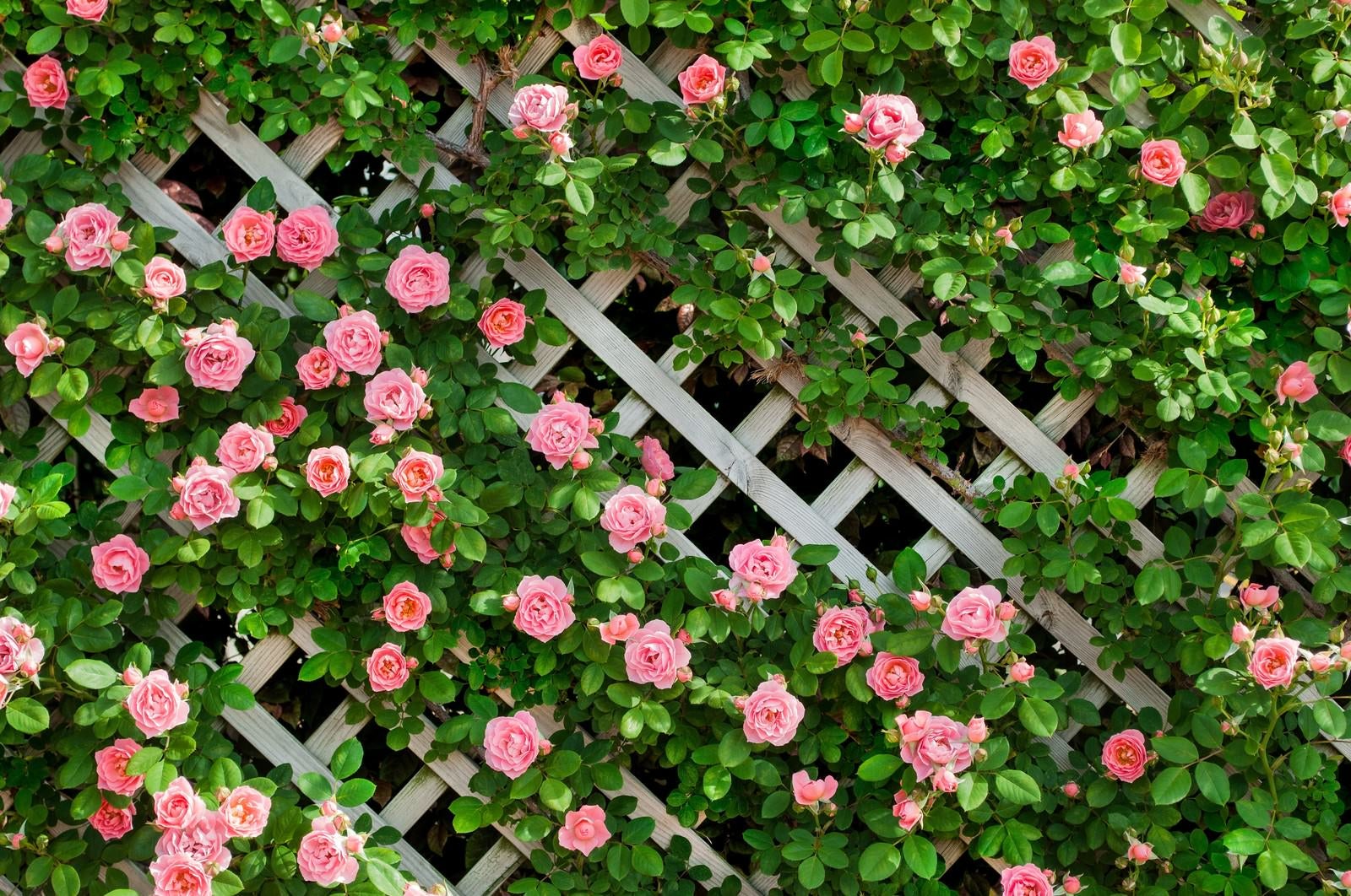 「ピンク色のつるバラ」の写真