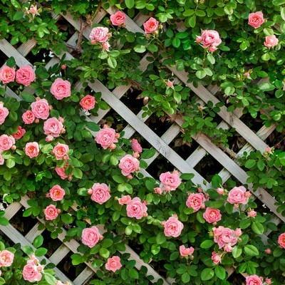 ピンク色のつるバラがラティスに咲き誇る庭園の写真