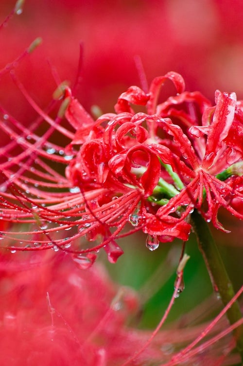 雨粒のシャンデリア（ヒガンバナ）の写真