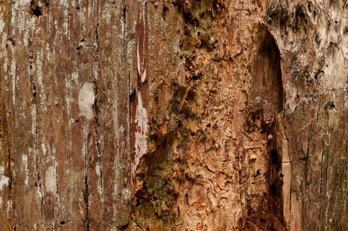 えぐられた樹の幹（テクスチャー）の写真