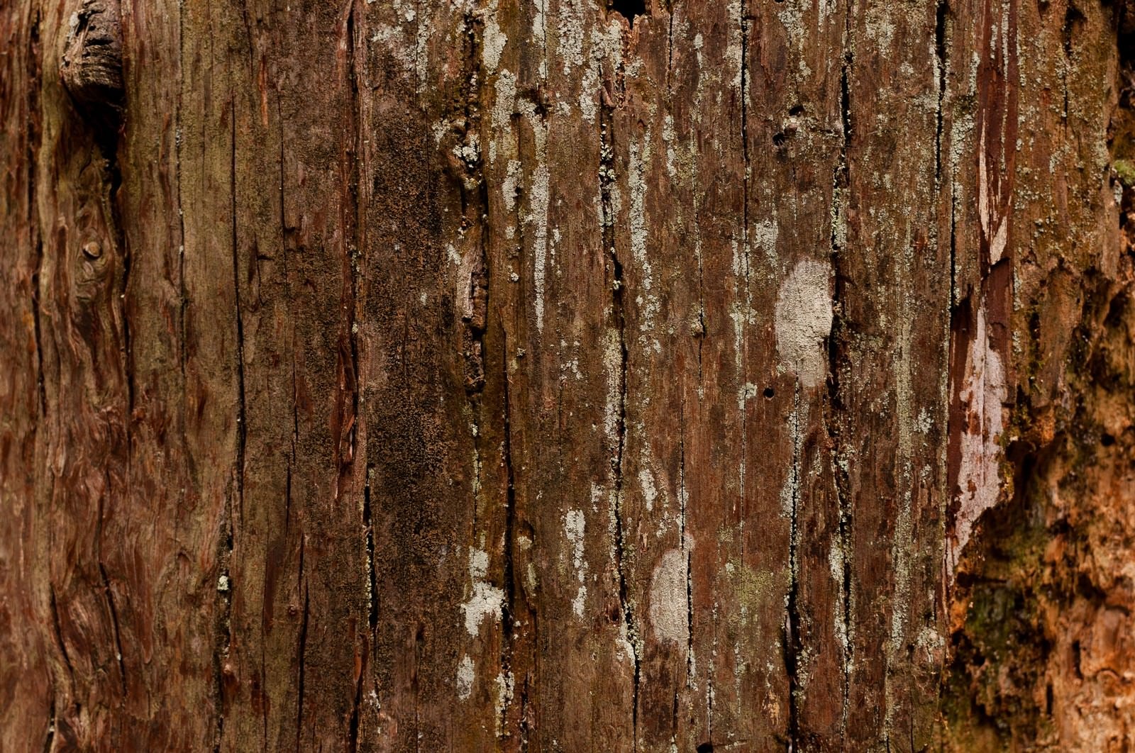 「大木の樹皮（テクスチャ）」の写真
