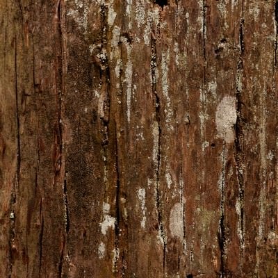 大木の樹皮（テクスチャ）の写真