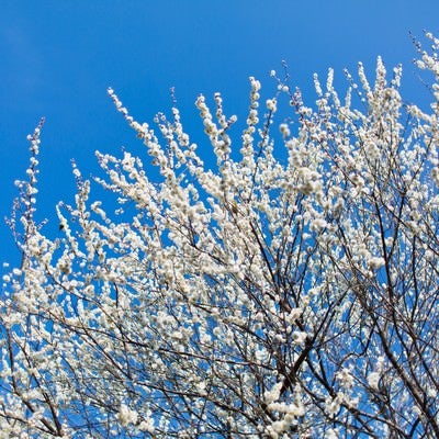 青空と梅の木の写真