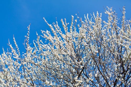 青空と梅の木の写真