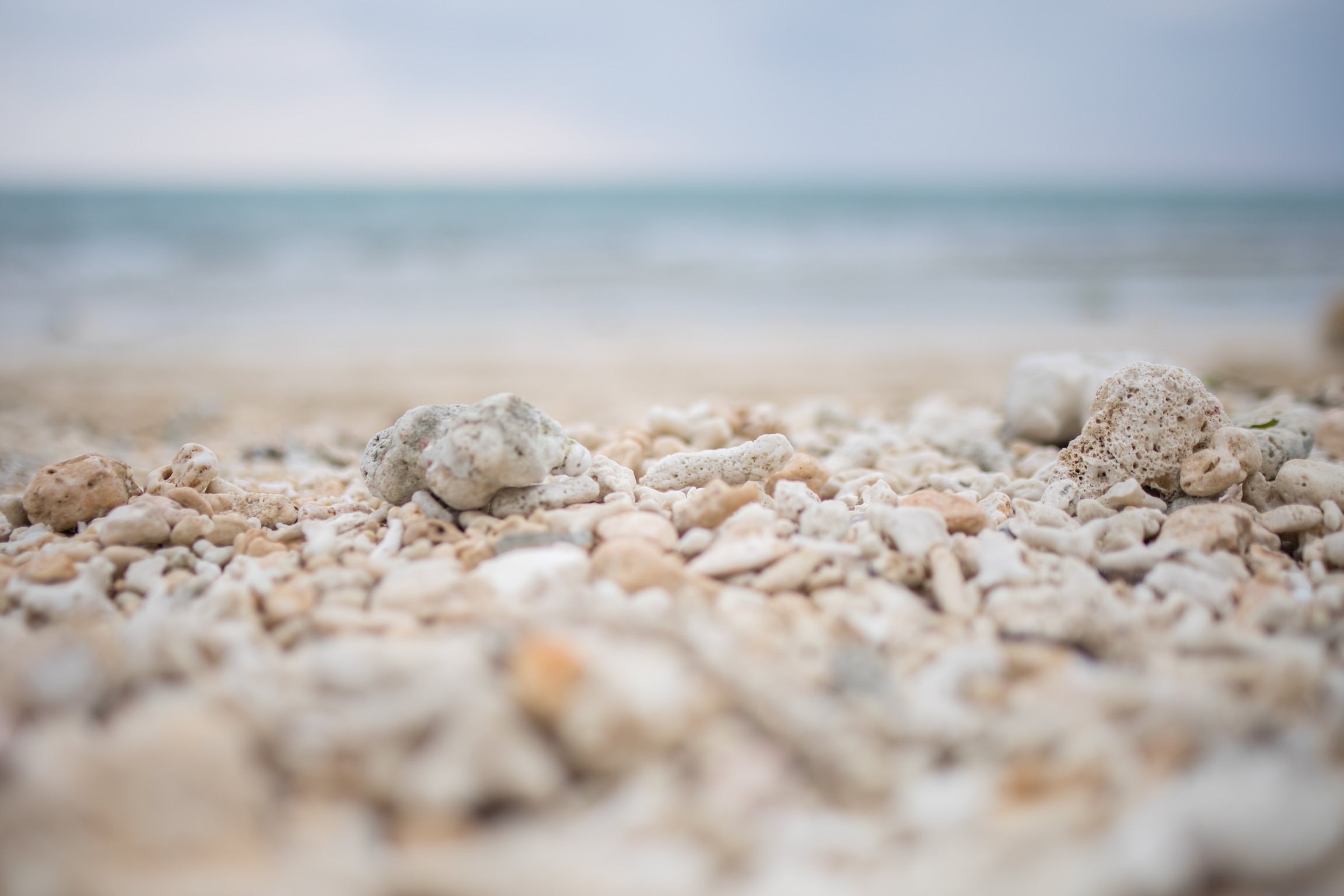 「砂浜の珊瑚」の写真