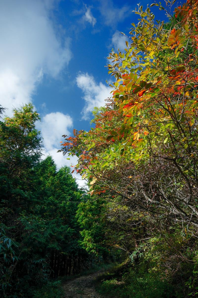 「秋の彩りを歩く、安達太良山の馬車道」の写真