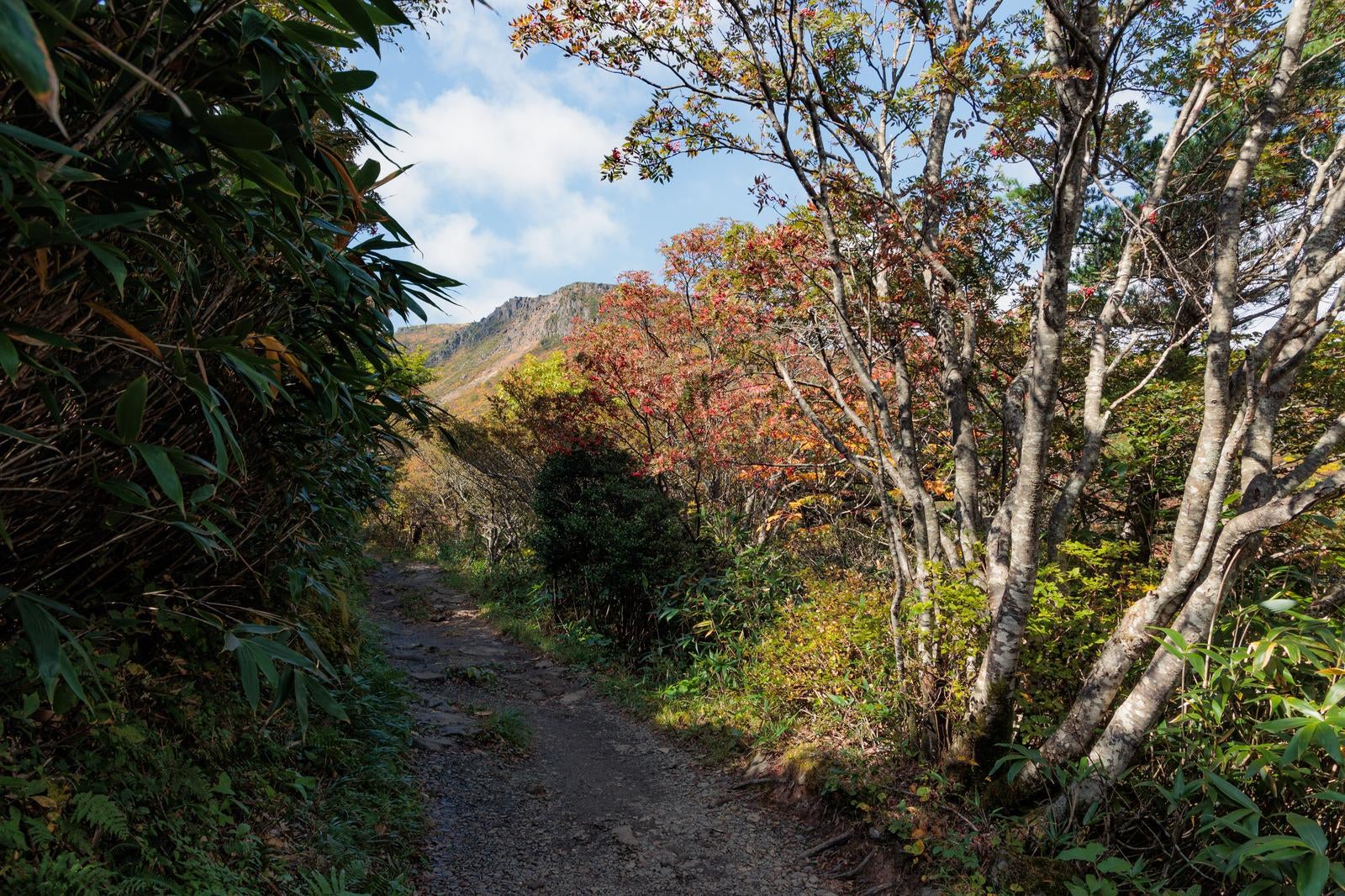 「馬車道の紅葉が彩る秋の登山道」の写真