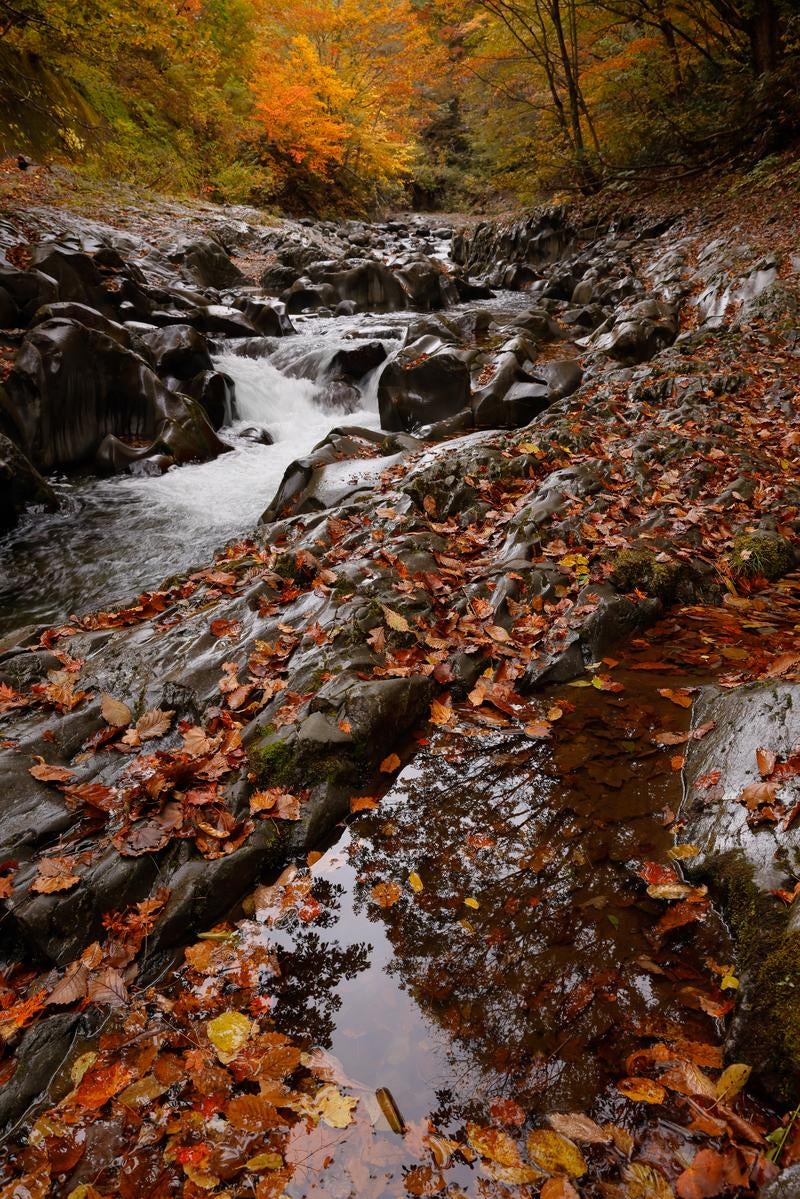 「紅葉と落ち葉が織りなす中津川渓谷の秋」の写真
