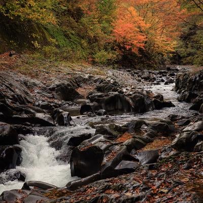 秋の中津川渓谷、紅葉と清流の魅力的な共演の写真