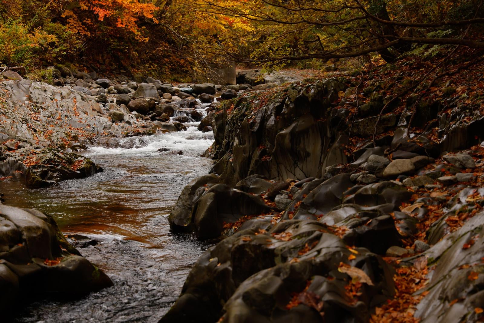 「川端の落葉と秋の中津川渓谷」の写真