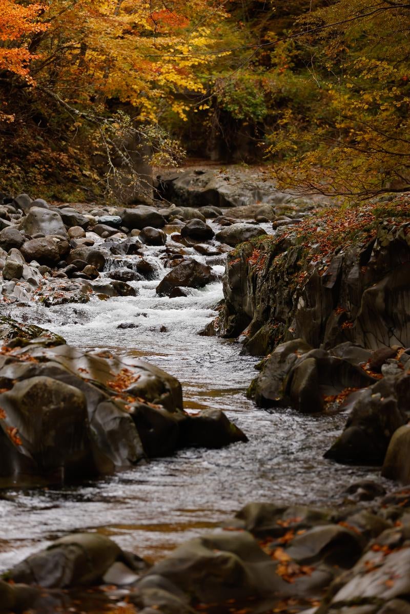 「紅葉と流れる水の調和と秋色に染まる中津川渓谷」の写真