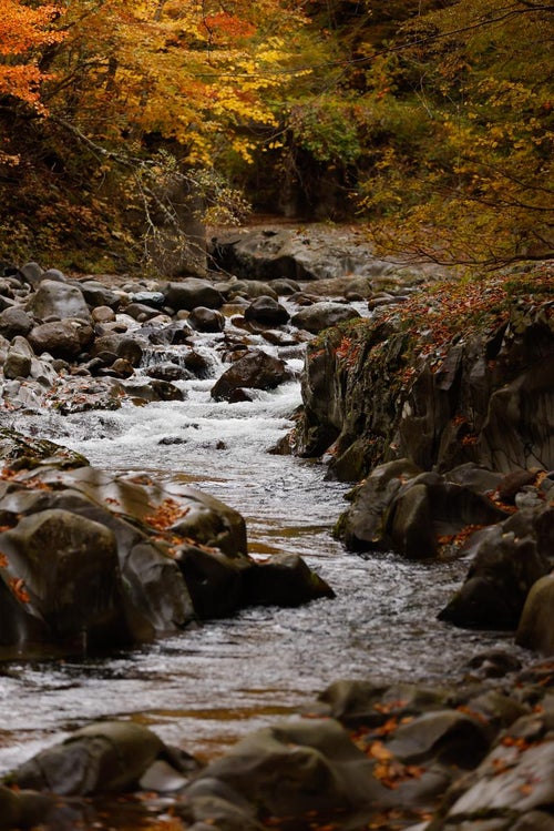 紅葉と流れる水の調和と秋色に染まる中津川渓谷の写真