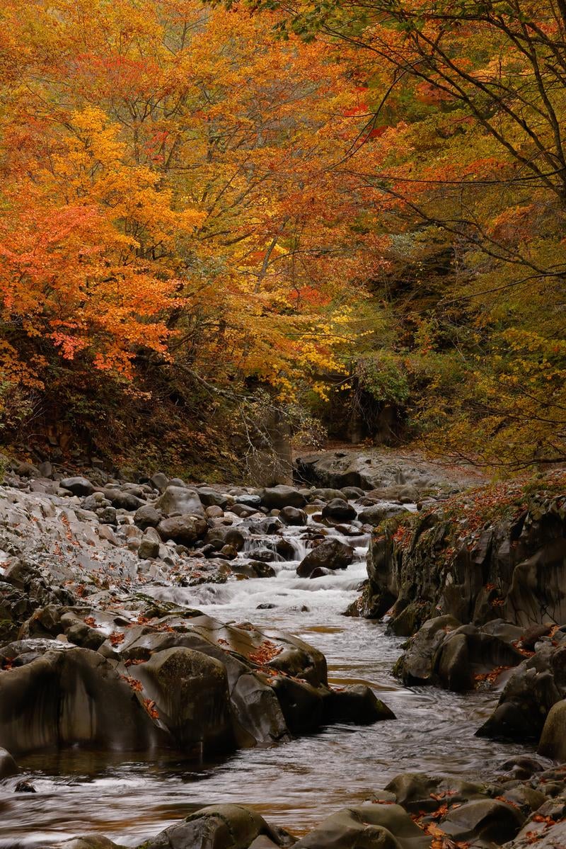 「中津川渓谷で感じる秋の息吹」の写真
