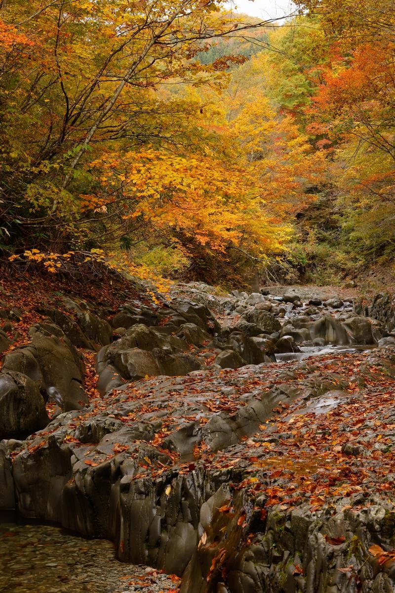「紅葉が奏でる中津川渓谷の旋律」の写真