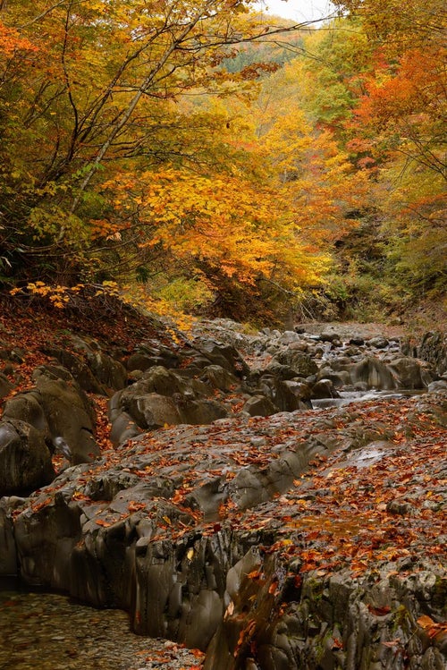 紅葉が奏でる中津川渓谷の旋律の写真