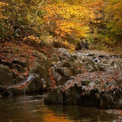 中津川渓谷の水面に反射する紅葉の美の写真