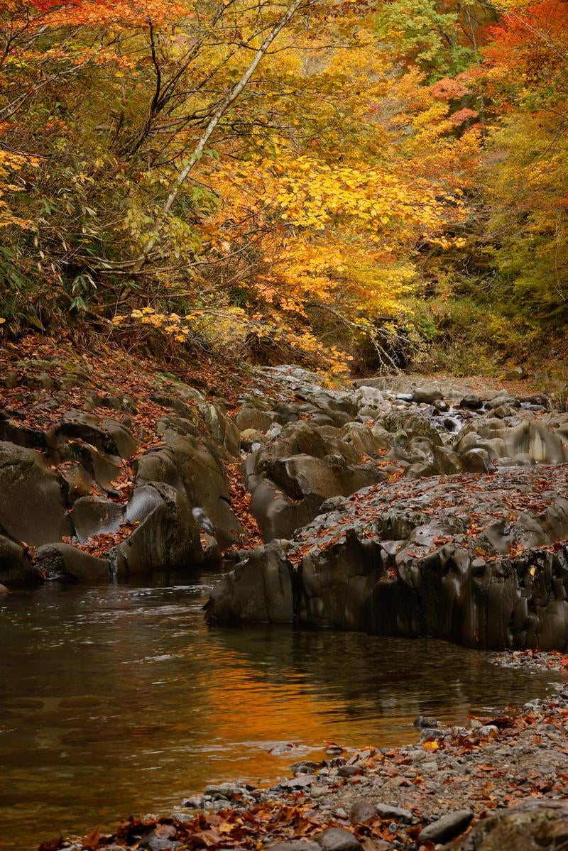 「中津川渓谷の水面に反射する紅葉の美」の写真