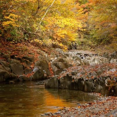 中津川渓谷の紅葉の絶景と水面に映る秋色の写真