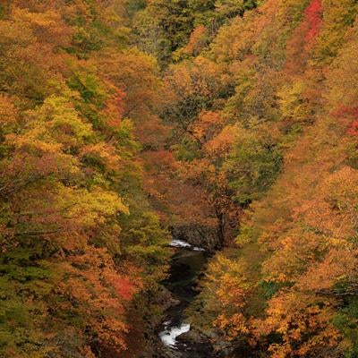中津川渓谷と紅葉の写真