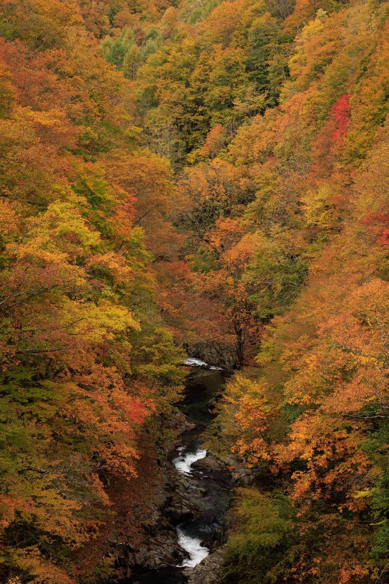「中津川渓谷と紅葉」の写真