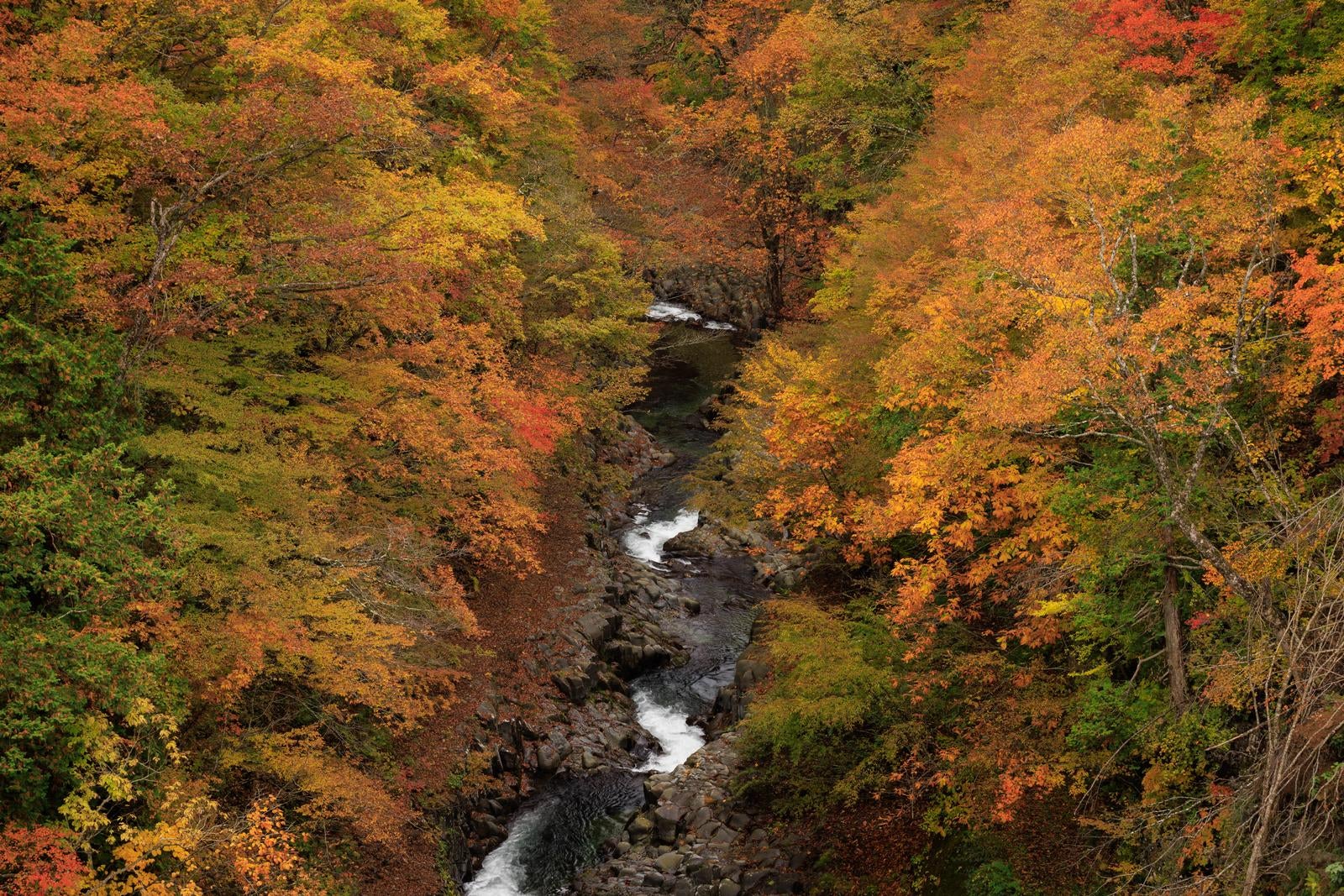 「秋の中津川渓谷」の写真