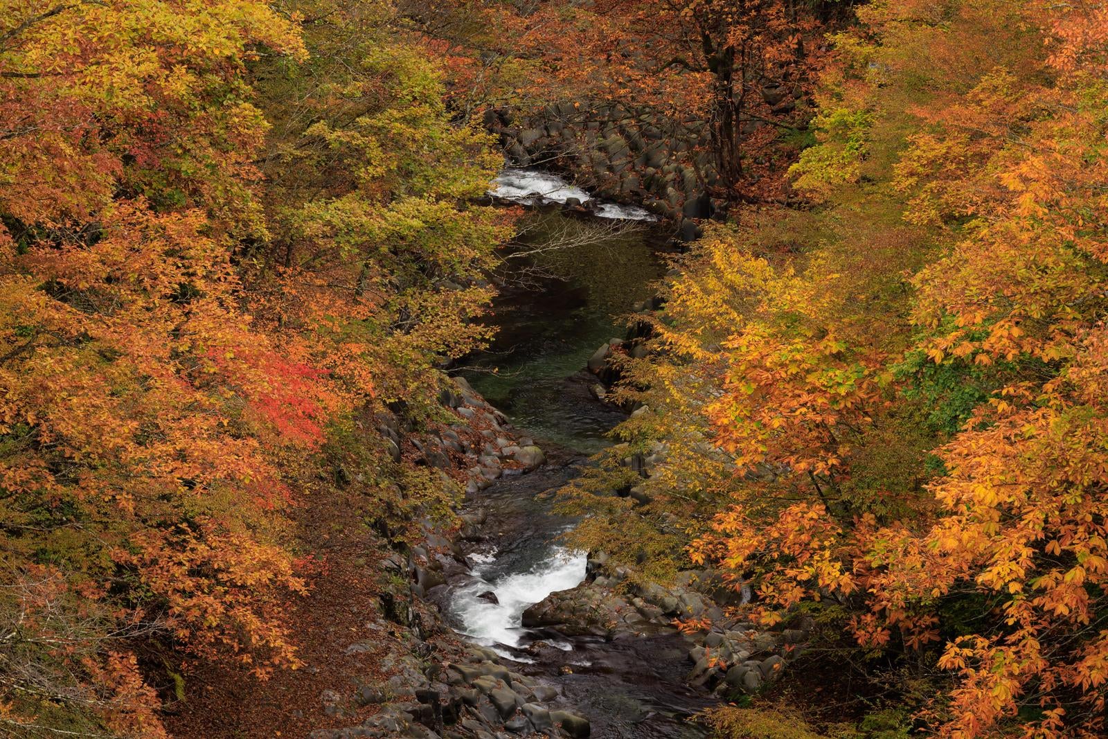 「俯瞰視点からの中津川渓谷の紅葉」の写真