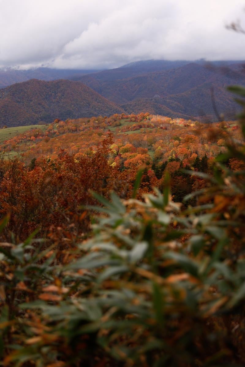 「稜線からの秋色紅葉パノラマ」の写真