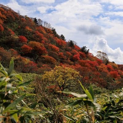紅葉が描く沼尻ルート稜線の秋の写真