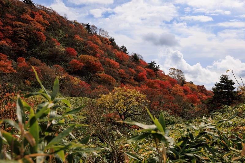 紅葉が描く沼尻ルート稜線の秋の写真