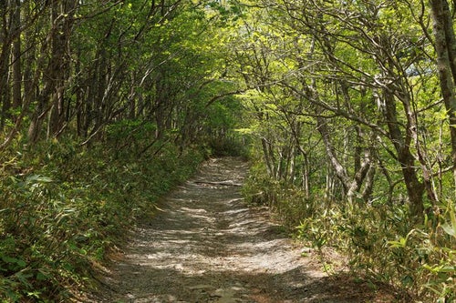 木々に囲まれた馬車道の登山道の写真