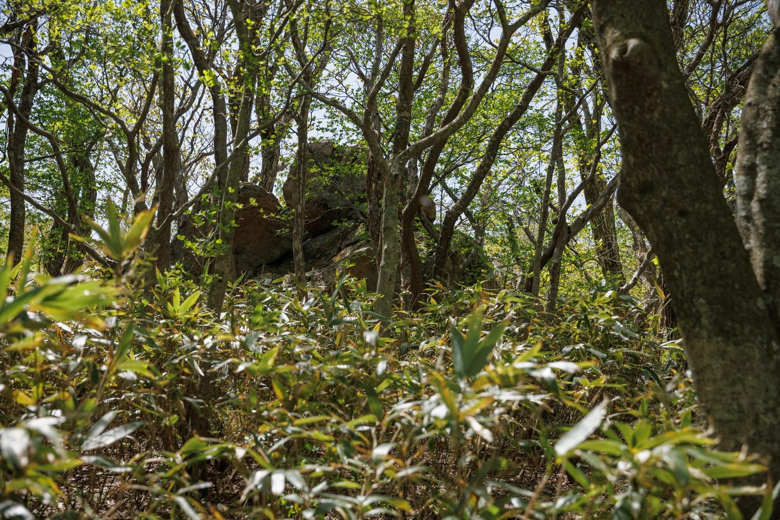 「新緑に囲まれた馬車道の巨岩」の写真